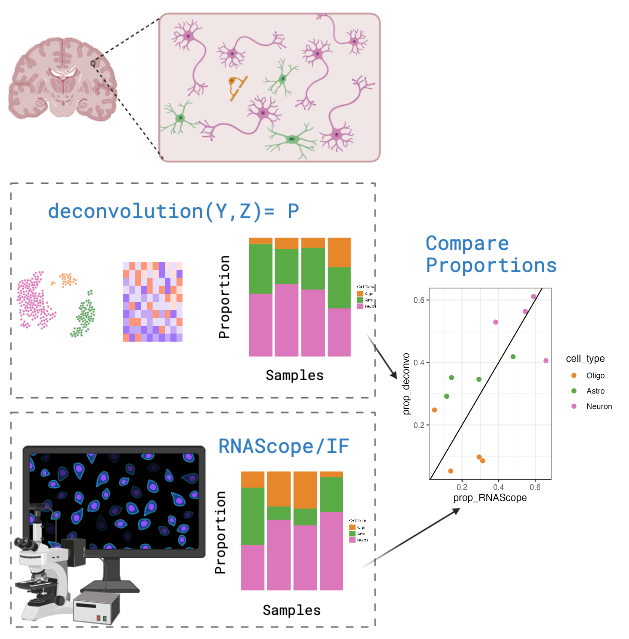 Figure 2. RNAScope/IF measures the cell type proportions through imaging