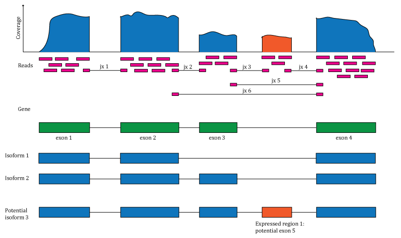 Overview of the data available in recount2. Reads (pink boxes) aligned to the reference genome can be used to compute a base-pair coverage curve and identify exon-exon junctions (split reads). Gene and exon count matrices are generated using annotation information providing the gene (green boxes) and exon (blue boxes) coordinates together with the base-level coverage curve. The reads spanning exon-exon junctions (jx) are used to compute a third count matrix that might include unannotated junctions (jx 3 and 4). Without using annotation information, expressed regions (orange box) can be determined from the base-level coverage curve to then construct data-driven count matrices.