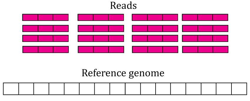 RNA-seq starting data. 16 RNA-seq un-aligned RNA-seq reads 3 base-pairs long are shown (pink boxes) alongside a reference genome that is 16 base-pairs long (white box).