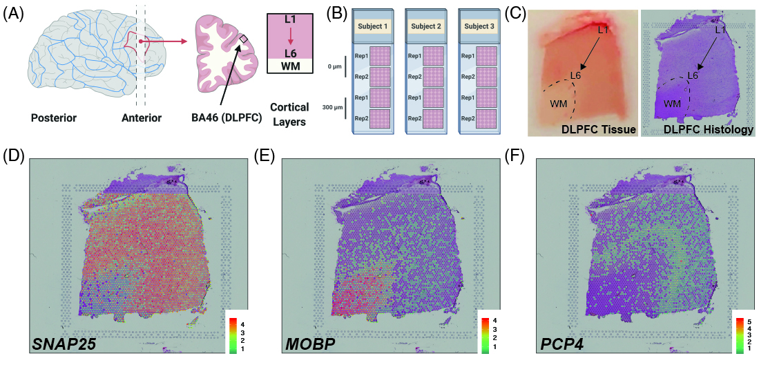 Introduction to Cortical Neurons